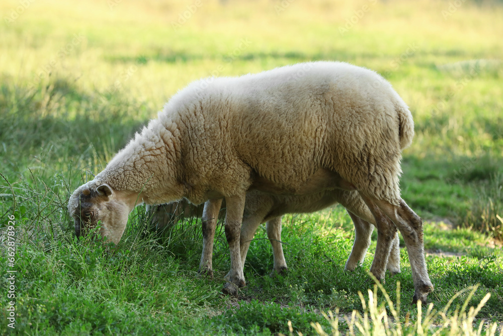 Beautiful sheep and lamb grazing on green pasture. Farm animal Beautiful sheep and lamb grazing on green pasture. Farm animal