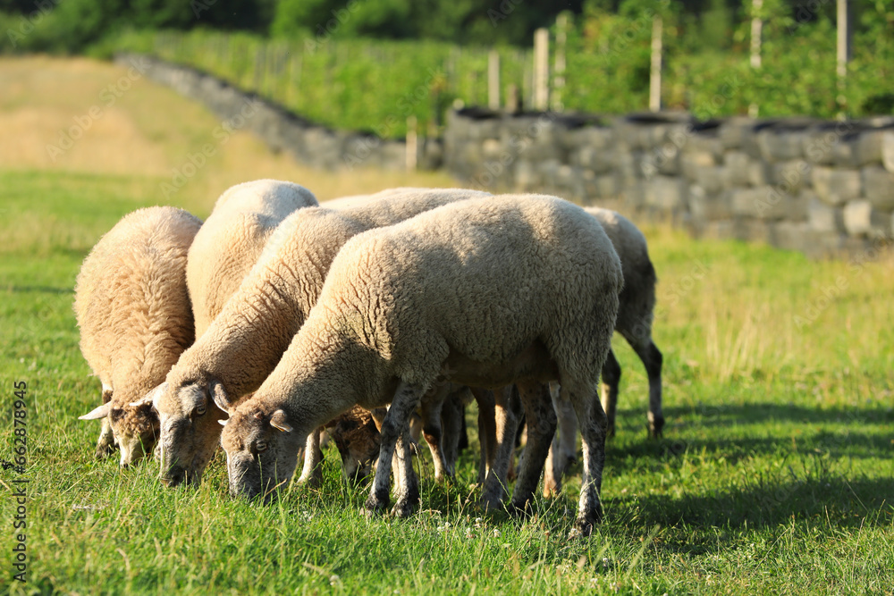 Many beautiful sheep grazing on pasture. Farm animal Many beautiful sheep grazing on pasture. Farm animal