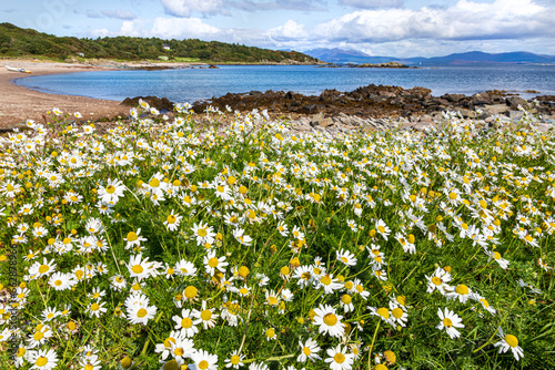 Sea Mayweed (Tripleurospermum maritimum) growing by a beach on the Kintyre Peninsula, Scotland UK photo