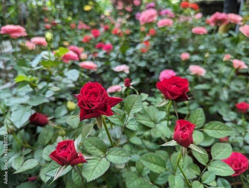 Dark red roses in the foreground and colorful roses in the background