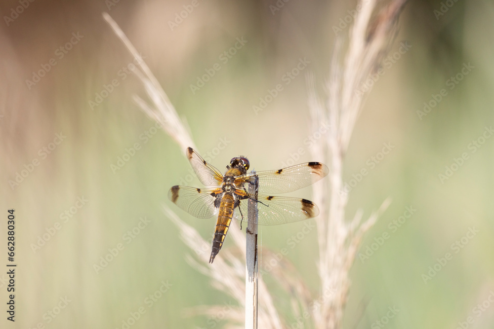 Dragonfly sits on dry grass on a green background