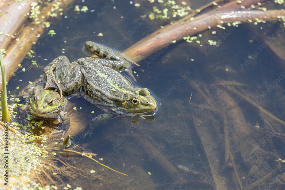 Fototapeta premium Two Marsh frogs sitting in the water, close-up