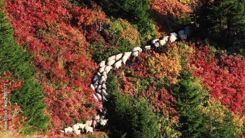 Autumn and flock of sheep in the mountains