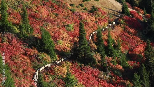 Autumn and flock of sheep in the mountains