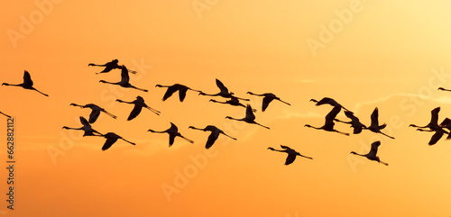 flying Greater Flamingos in the orange sky during sunset, De Hoop Nature Reserve, Overberg, South Africa © Hodossy