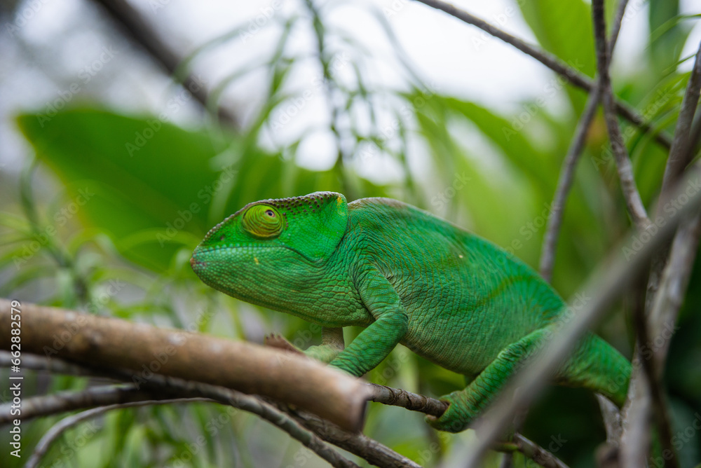 Parson's chameleon is a species of chameleon endemic to Madagascar