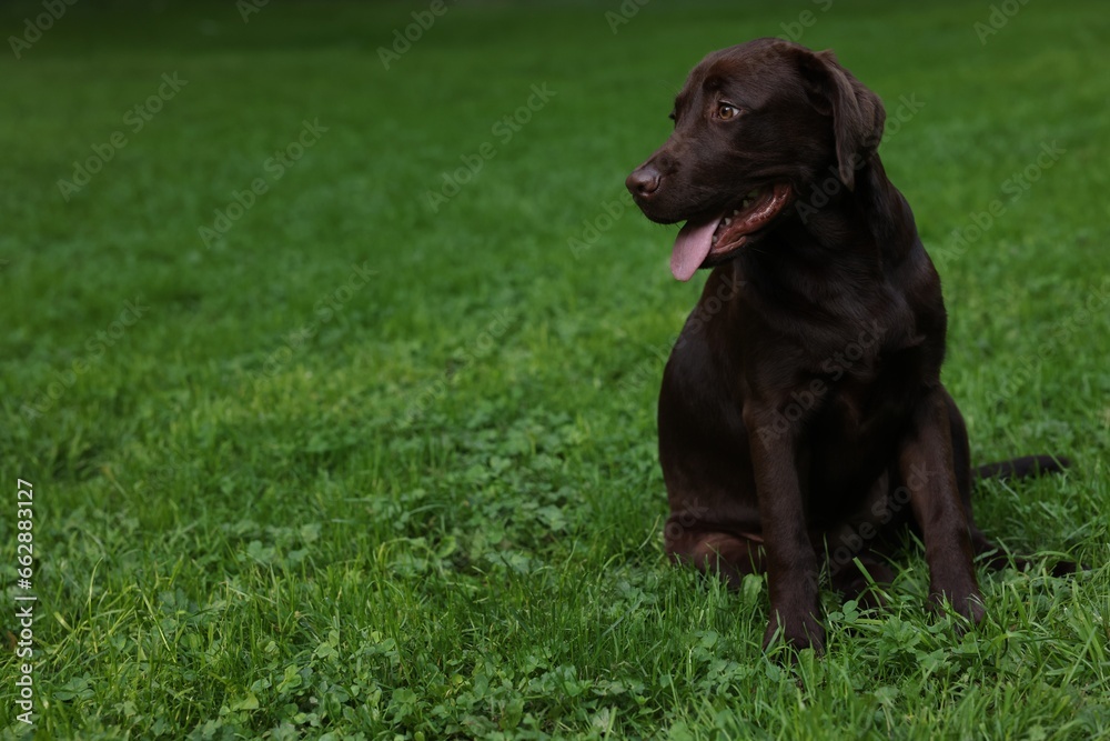 Adorable Labrador Retriever dog sitting on green grass in park, space for text Adorable Labrador Retriever dog sitting on green grass in park, space for text