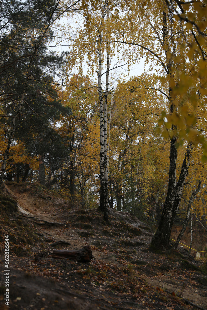Beautiful autumn forest on a cloudy dark day Beautiful autumn forest on a cloudy dark day