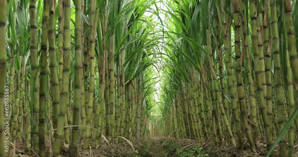 Sugarcane field with plants growing Sugarcane field with plants growing