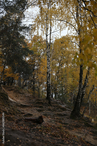 Fototapeta Naklejka Na Ścianę i Meble -  Beautiful autumn forest on a cloudy dark day