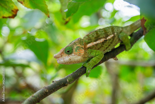 Short-horned chameleon is a species of chameleon endemic to Madagascar