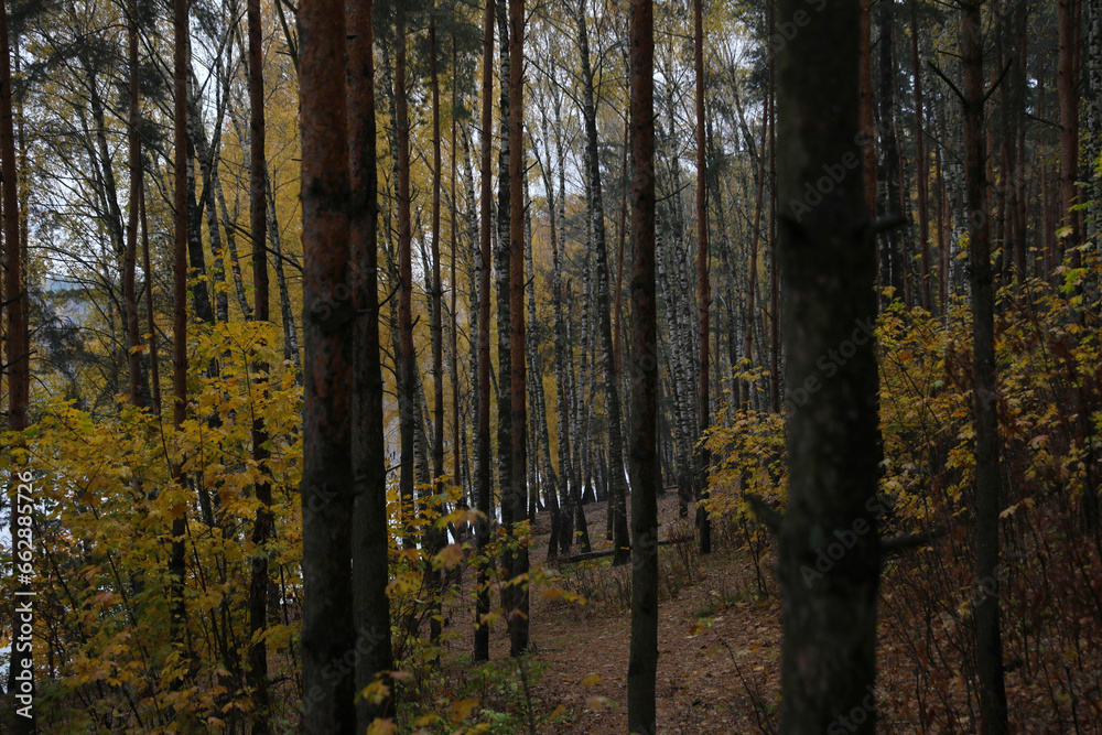 Fototapeta premium Beautiful autumn forest on a cloudy dark day