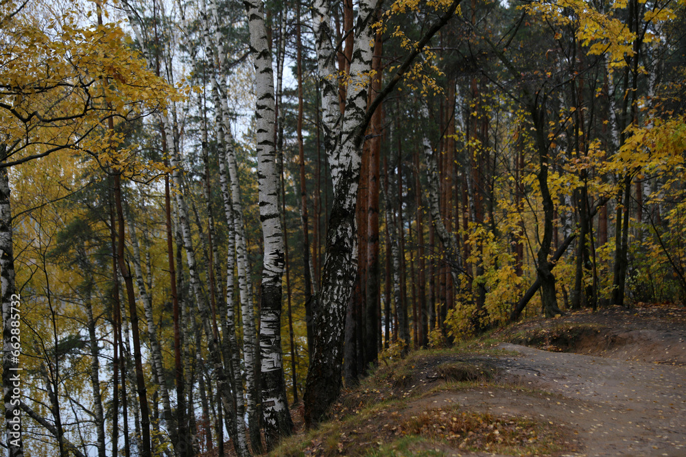 Beautiful autumn forest on a cloudy dark day Beautiful autumn forest on a cloudy dark day
