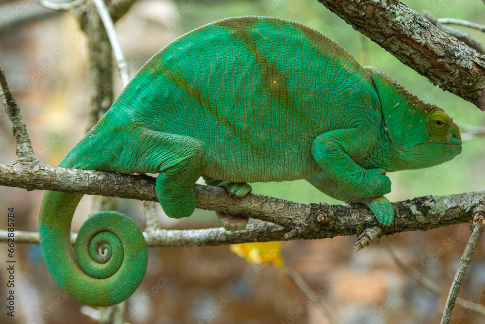 Obraz premium Parson's chameleon is a species of chameleon endemic to Madagascar