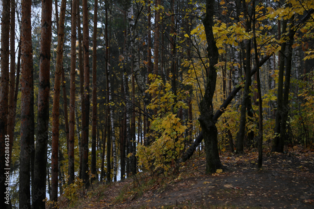 Beautiful autumn forest on a cloudy dark day Beautiful autumn forest on a cloudy dark day