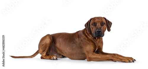 Handsome male Rhodesian Ridgeback dog  laying down side ways. Looking towards camera. Isolated on a white background.