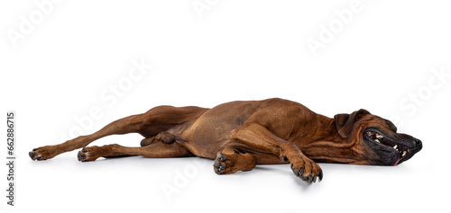 Handsome male Rhodesian Ridgeback dog, laying down side ways completelly relaxed. Showing belly, no face. Isolated on a white background. photo