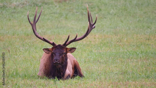 Bull elk resting in herd during rut in Cherokee, NC.  © Mark