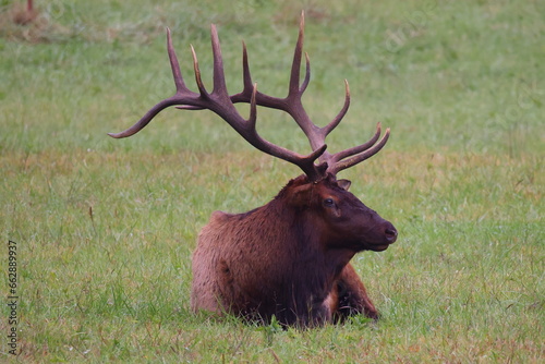 Bull elk resting in herd during rut in Cherokee, NC. 