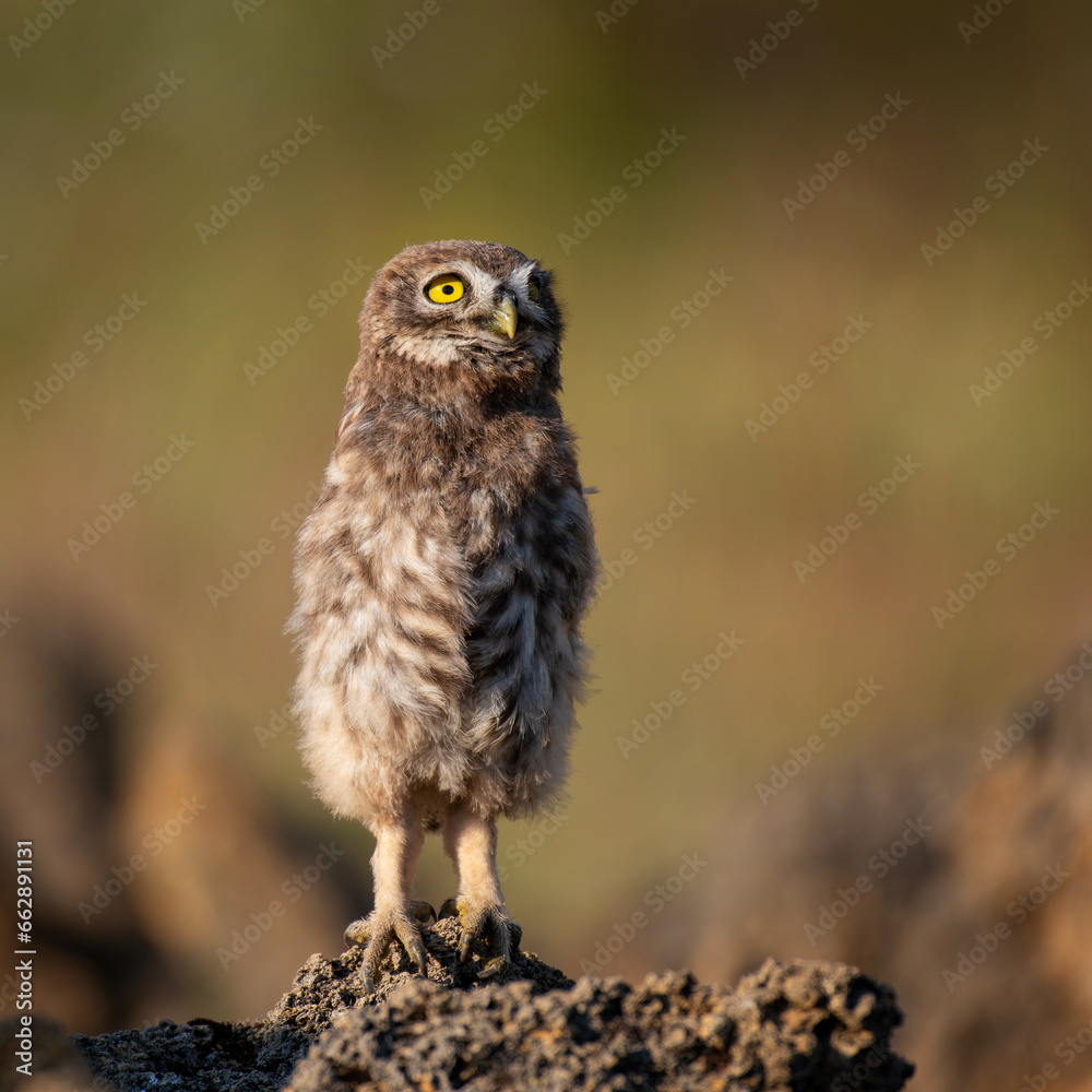Bird Little owl in natural habitat Athene noctua Bird Little owl in natural habitat Athene noctua