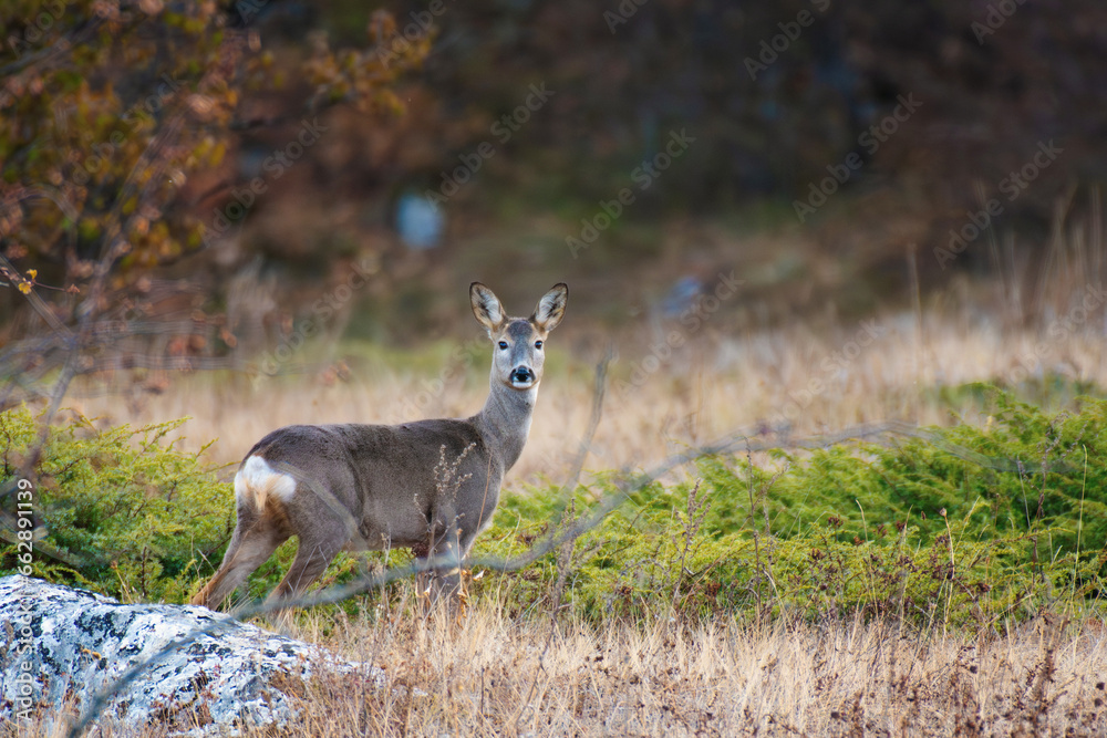 Wild roe deer Capreolus capreolus standing in the wild. Close up Wild roe deer Capreolus capreolus standing in the wild. Close up