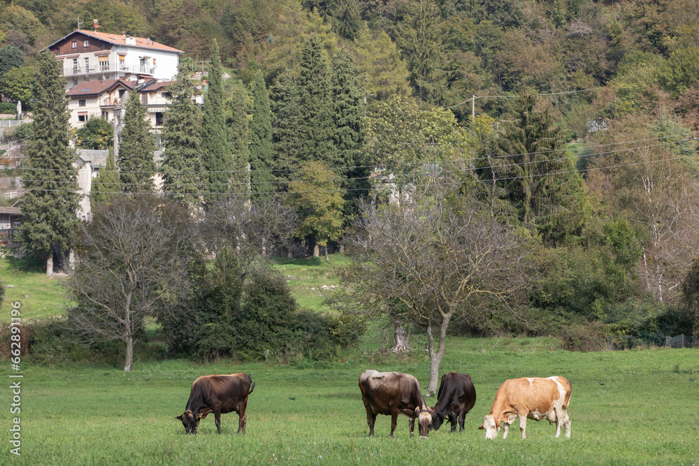 Naklejka premium amazing cattle in italian pastures