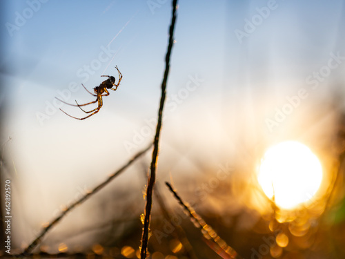 Fotobehang Spider on the web in the garden at sunset. Selective focus