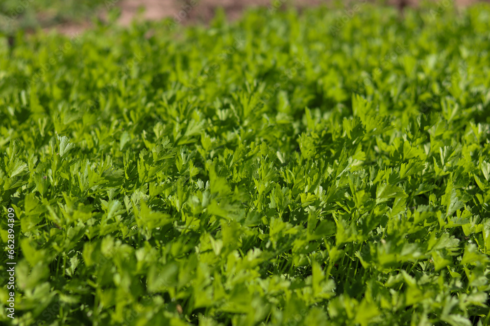 sunlit parsley field