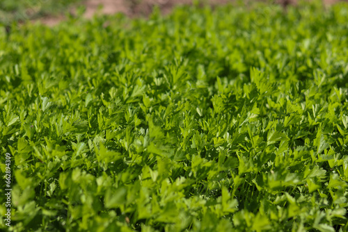 sunlit parsley field © Mustafa