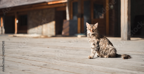 A young cat sits on a wooden platform and squints from the bright sun, copy space. Idea for caring for pets, greeting card or reminder for cover photo