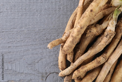 Fresh raw horseradish roots on grey wooden table, top view. Space for text