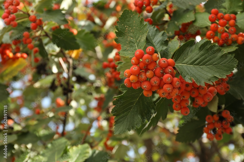 Obraz premium Rowan tree with many orange berries growing outdoors, closeup