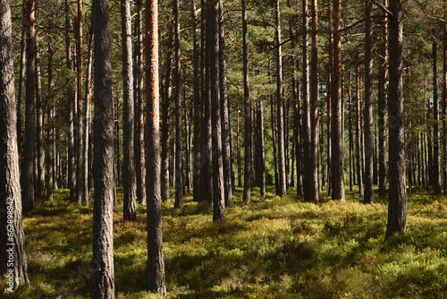 Swedish trees in the forest, Sweden, pines © MaizaRitomy