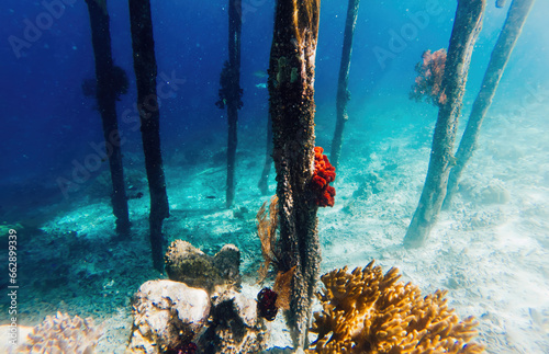 picturesque underwater discovering around oceania depth with wild aquarium pool for scuba diving