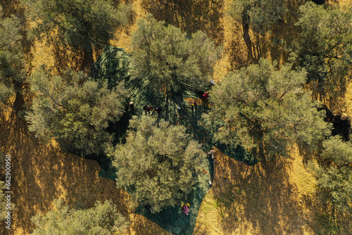 Aerial drone image of olive farm