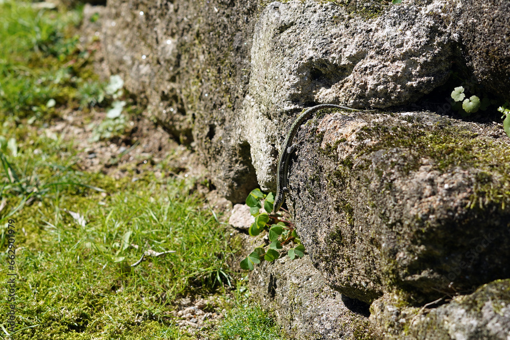 A stone wall with a skinny green lizard crawling on it.