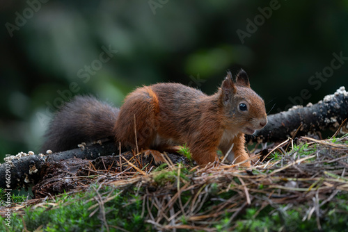 Eurasian red squirrel (Sciurus vulgaris) searching for food in the forest in the Netherlands.Autumn day in a deep forest in the Netherlands. 