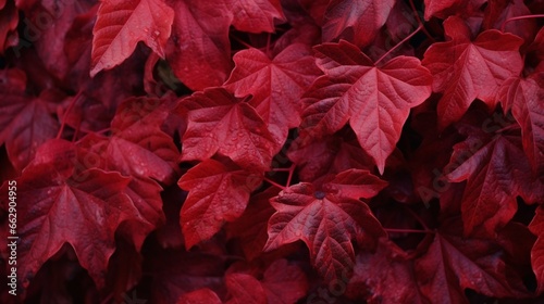 A dense cluster of wild grape vines  their leaves ablaze in fiery shades of red  weaving a striking tapestry of autumn hues.