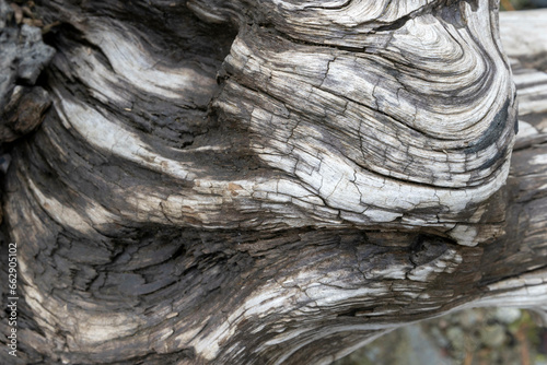 Roten wood texture (ID: 662905102)
