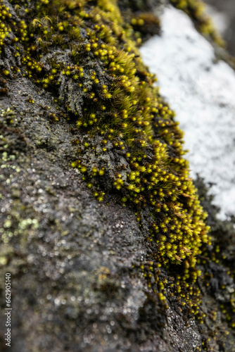 moss on stone (ID: 662905140)