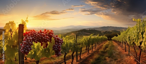 Italian Sangiovese grape variety grown in a vineyard at sunset in Castellina in Chianti Tuscany Italy With copyspace for text