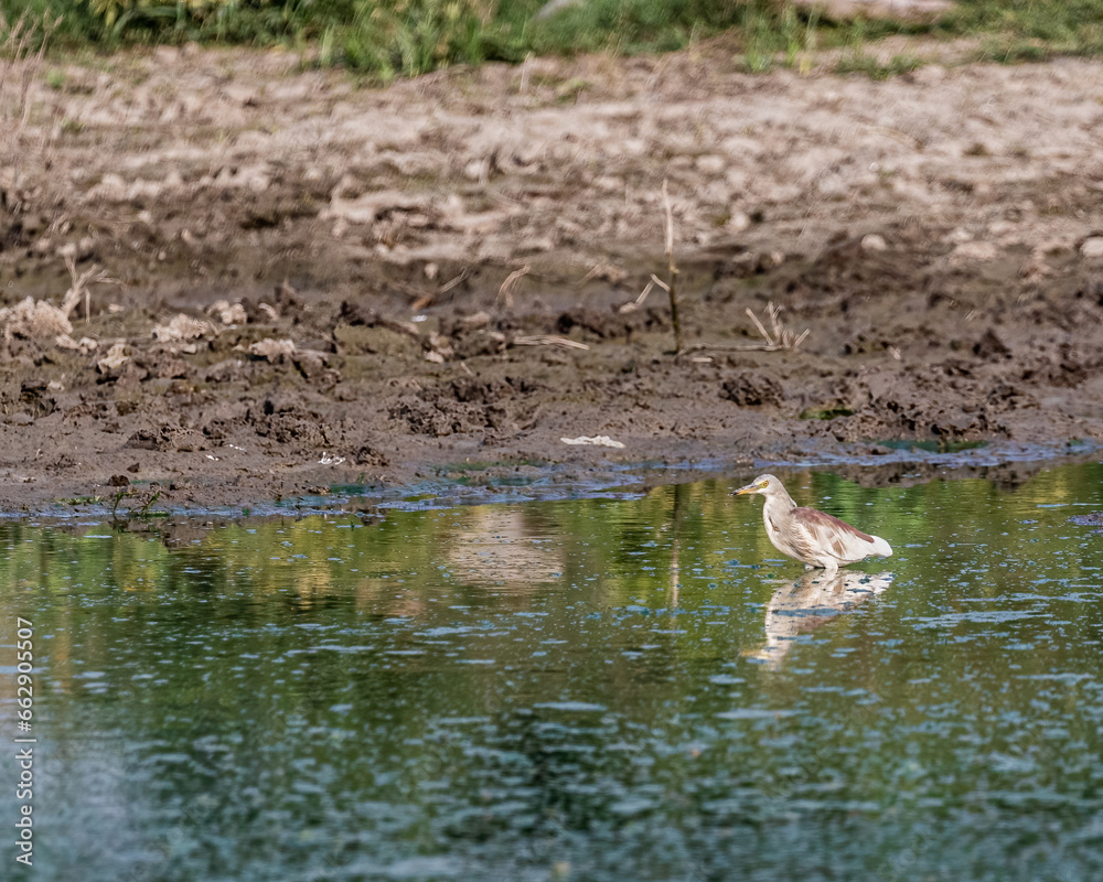 A pond heron A pond heron