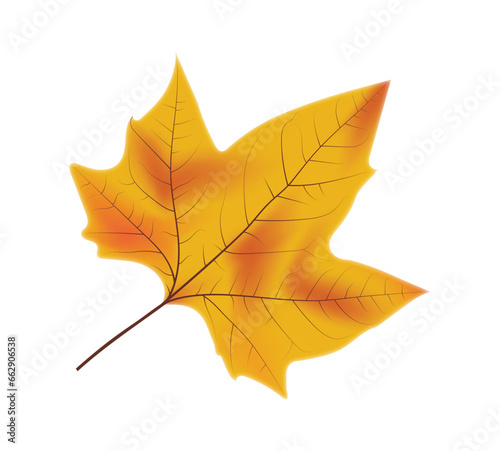 hand drawn yellowed leaf illustration. dried leaf