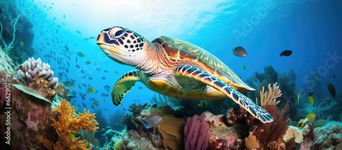 Green Sea Turtle resting on corals in a tropical reef captured while scuba diving in Indonesia With copyspace for text