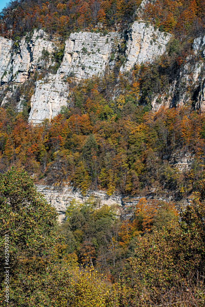 Fototapeta premium autumn in the dark forest