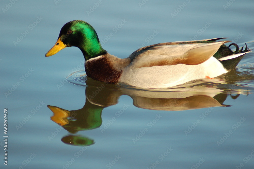 Fototapeta premium Anade real macho en el agua