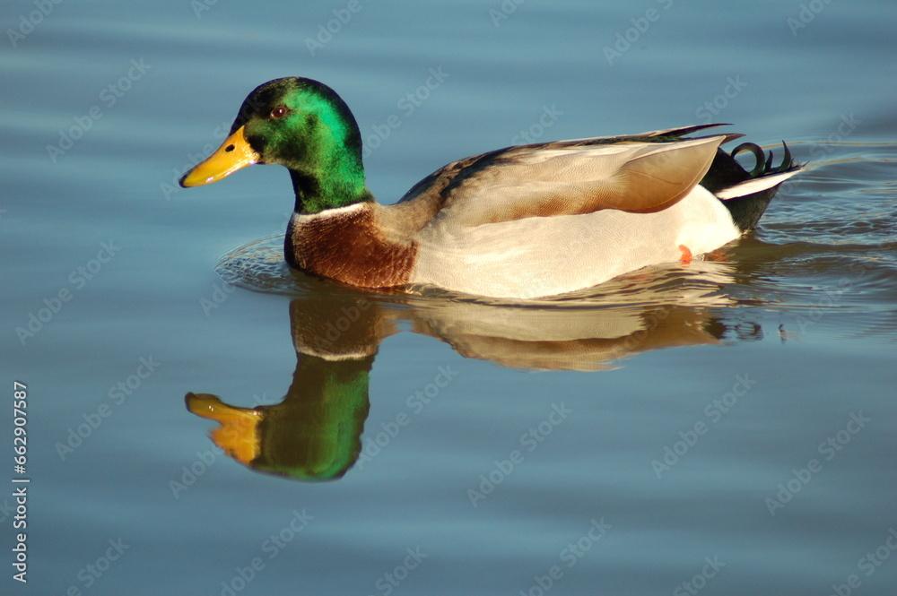 Obraz premium Pato macho nadando