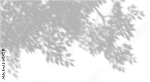Shadow sunlight shade tree branches leaves on transparent backgrounds 3d rendering png