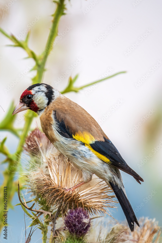 Fototapeta premium European goldfinch, feeding on the seeds of thistles. Carduelis carduelis.