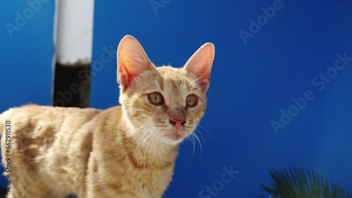 ginger cat on the window